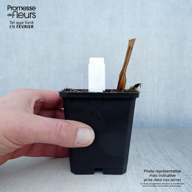 Iris&#x20;ensata&#x20;Variegata&#x20;-&#x20;Japanese&#x20;Water&#x20;Iris&#x20;8&#x2F;9&#x20;cm&#x20;pot&#x20;sample&#x20;as&#x20;delivered&#x20;in&#x20;winter