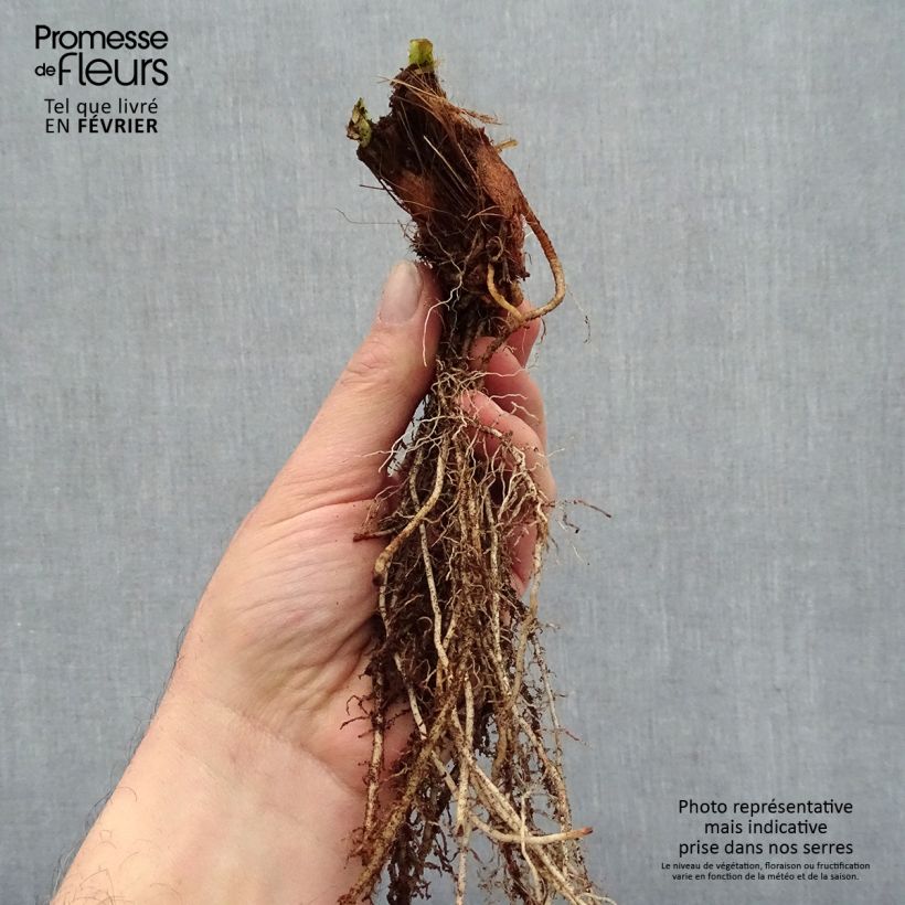 Iris ensata Variegata - Japanese Water Iris Bare root sample as delivered in winter