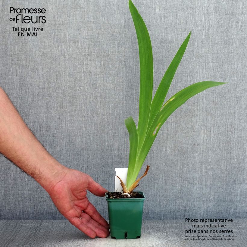 Iris germanica Agrippa - Bearded Iris 8/9 cm pot sample as delivered in spring