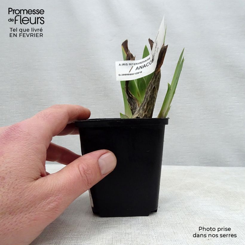Iris germanica Anaconda Love - Bearded Iris 8/9 cm pot sample as delivered in winter