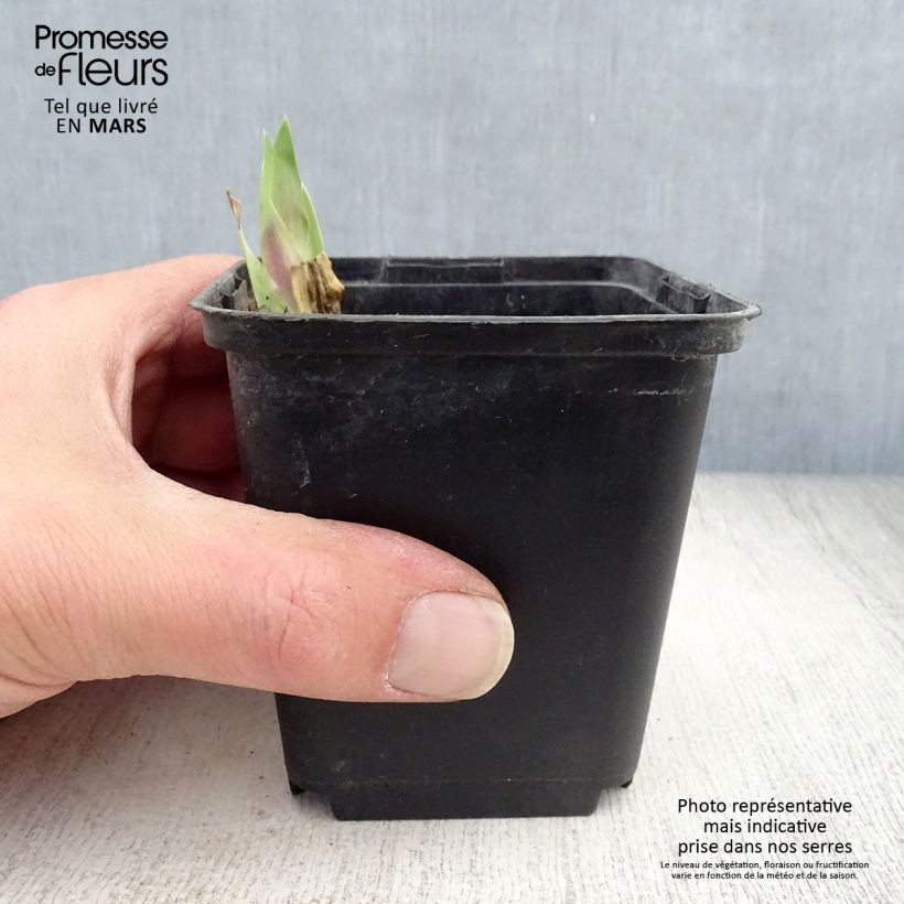 Iris germanica Art Deco - Bearded Iris 8/9 cm pot sample as delivered in spring