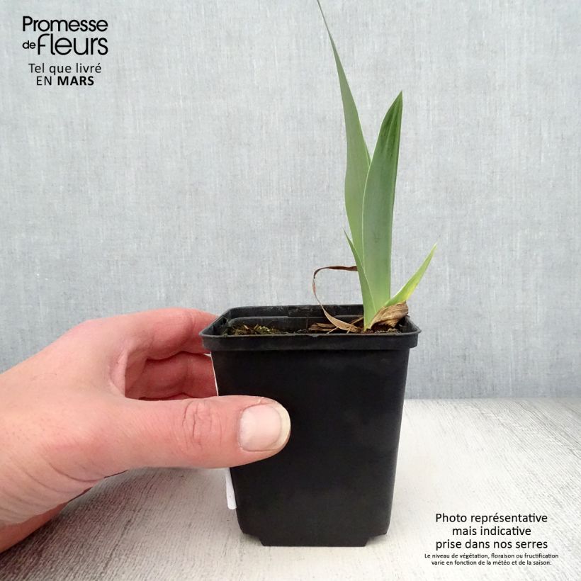 Iris germanica Autumn Circus - Bearded Iris 8/9 cm pot sample as delivered in spring