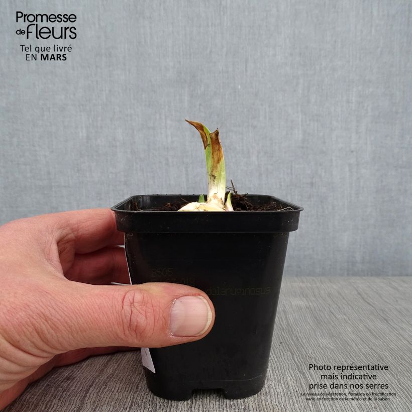 Iris Bedtime Story 8/9 cm pot sample as delivered in winter