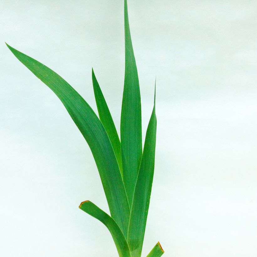 Iris germanica Black Suited - Bearded Iris (Foliage)