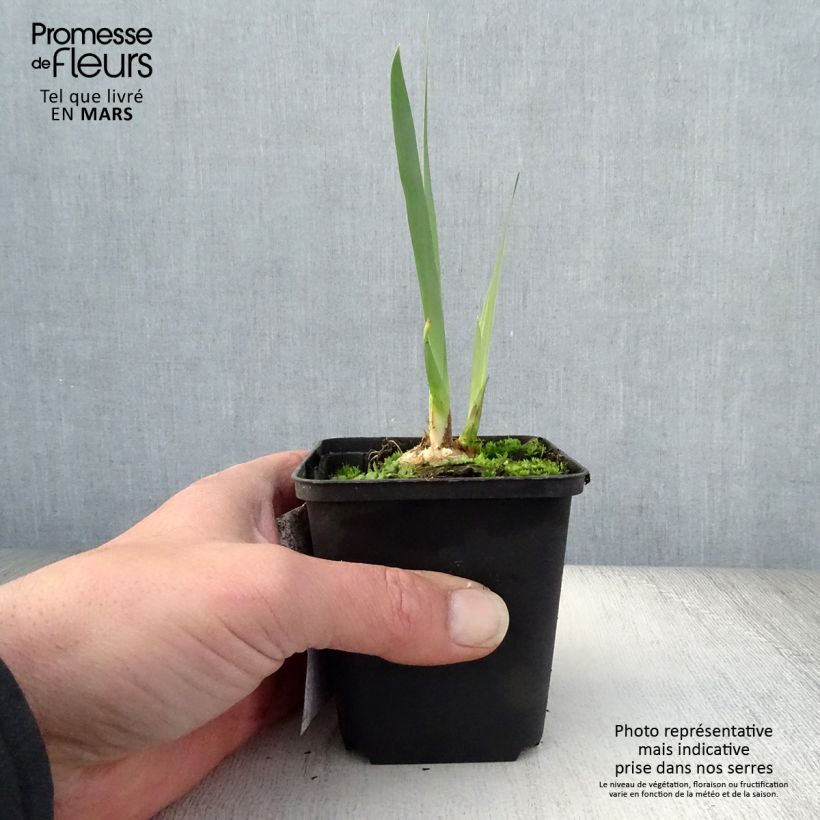 Iris germanica Bruno - Bearded Iris 8/9 cm pot sample as delivered in spring