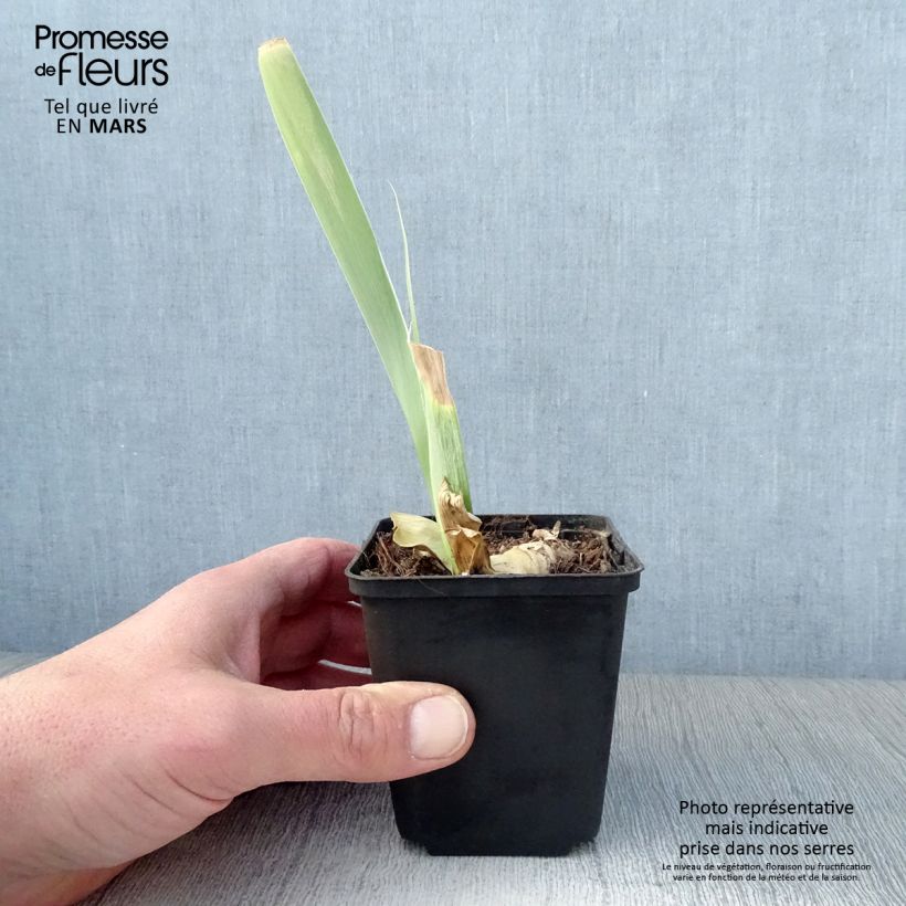 Iris germanica Burnt Toffee - Bearded Iris 8/9 cm pot sample as delivered in spring