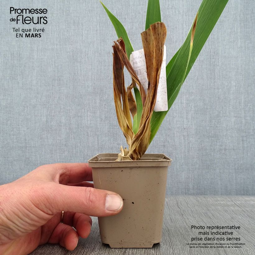 Iris germanica Burnt Toffee - Bearded Iris 8/9 cm pot sample as delivered in winter