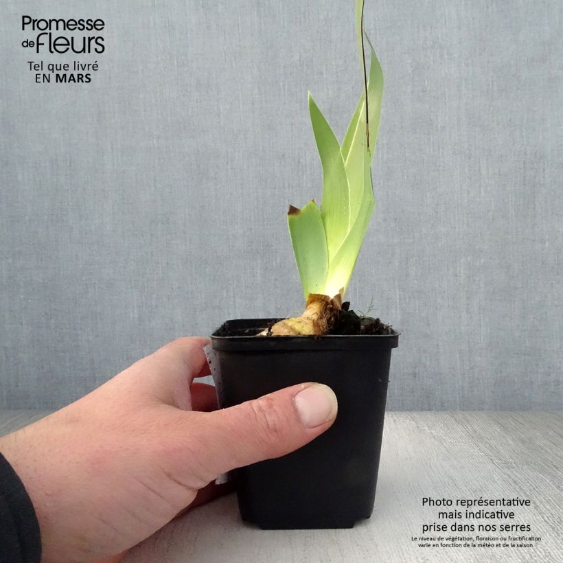 Iris germanica Burst - Bearded Iris 8/9 cm pot sample as delivered in spring