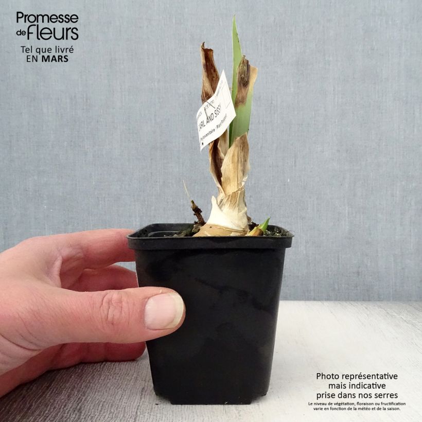 Iris germanica Carl and Sissy - Bearded Iris 8/9 cm pot sample as delivered in spring