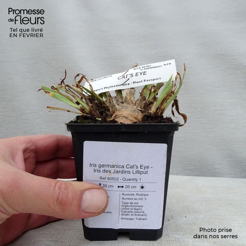 Iris germanica Cats Eye - Bearded Iris 8/9 cm pot sample as delivered in winter