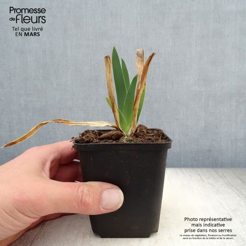 Iris germanica Chateau dAuvers-sur-Oise - Bearded Iris 8/9 cm pot sample as delivered in spring