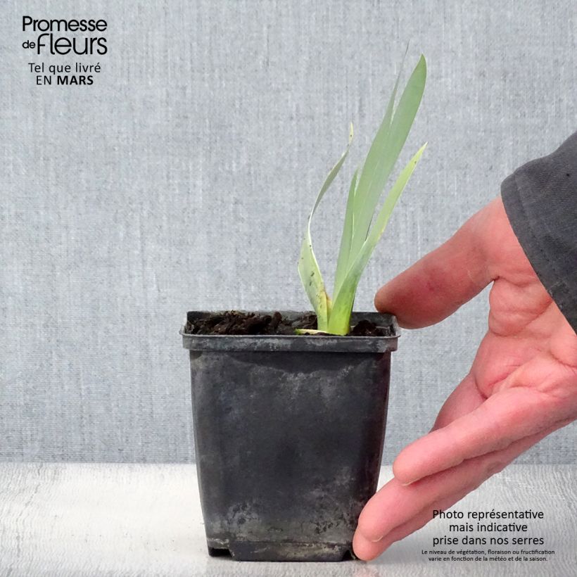Iris germanica Ciel Gris sur Poilly - Bearded Iris 8/9 cm pot sample as delivered in spring