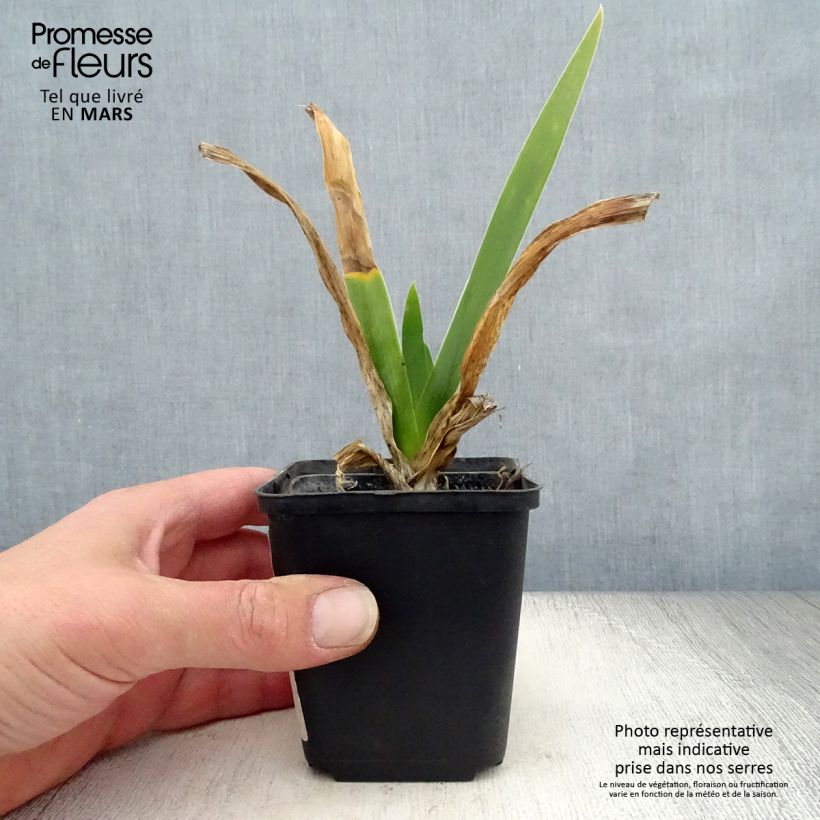 Iris germanica Cigarillo - Bearded Iris 8/9 cm pot sample as delivered in spring