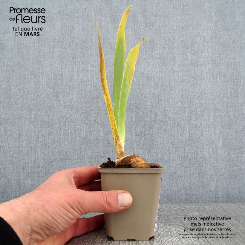 Iris germanica Cigarillo - Bearded Iris 8/9 cm pot sample as delivered in winter
