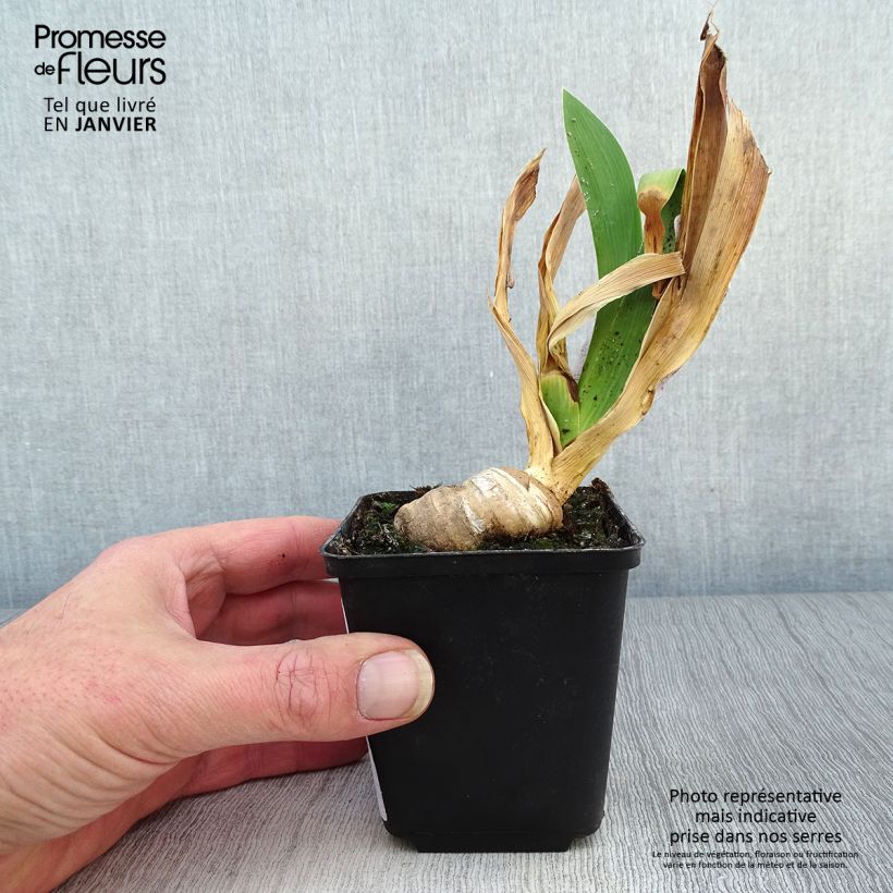 Iris germanica Confiserie - Bearded Iris 8/9 cm pot sample as delivered in winter
