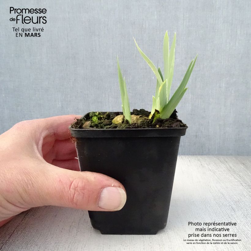 Iris germanica Dame Blanche - Bearded Iris 8/9 cm pot sample as delivered in spring