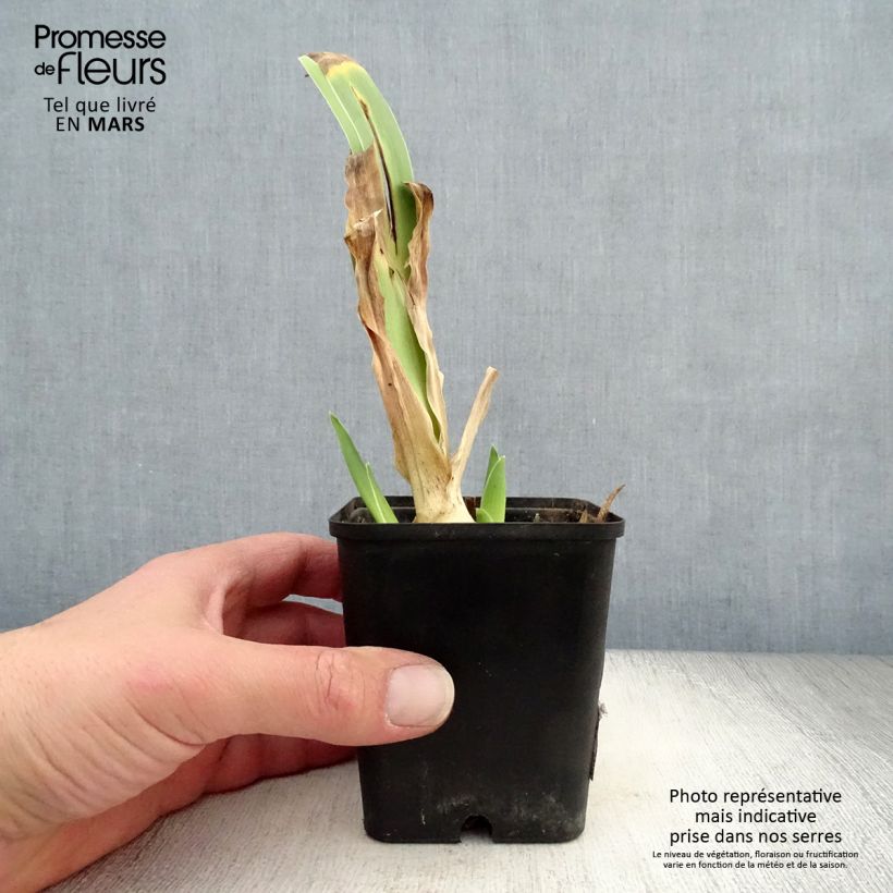 Iris germanica Dance Hall Dandy - Bearded Iris 8/9 cm pot sample as delivered in spring