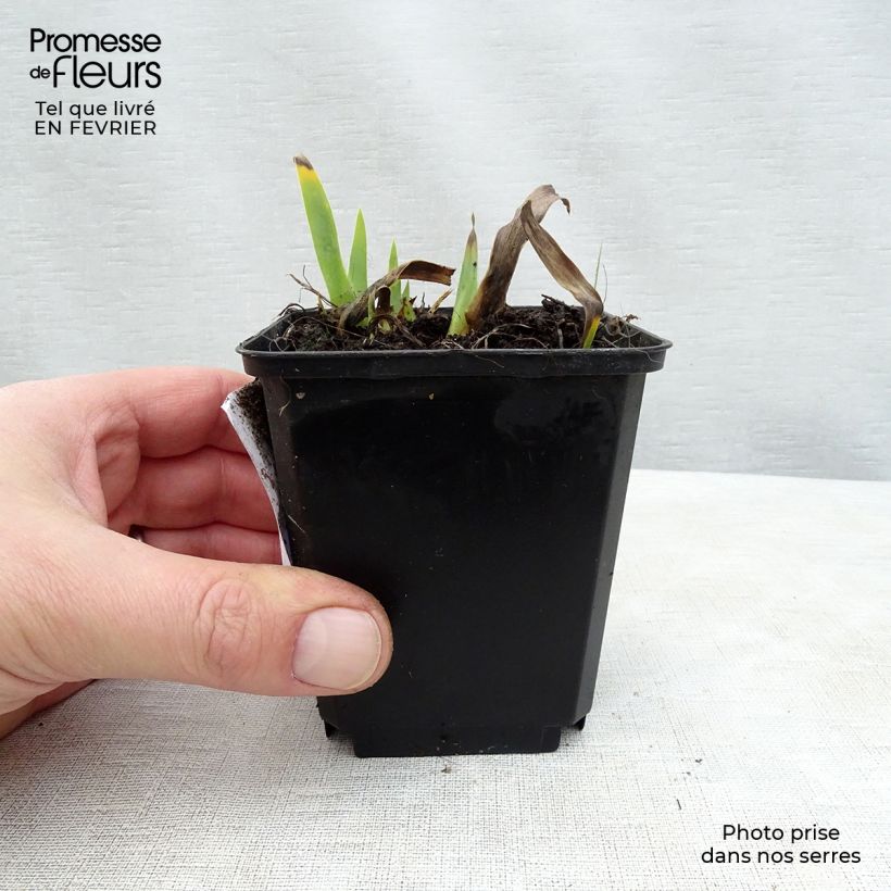 Iris germanica Devil Baby 8/9 cm pot sample as delivered in winter