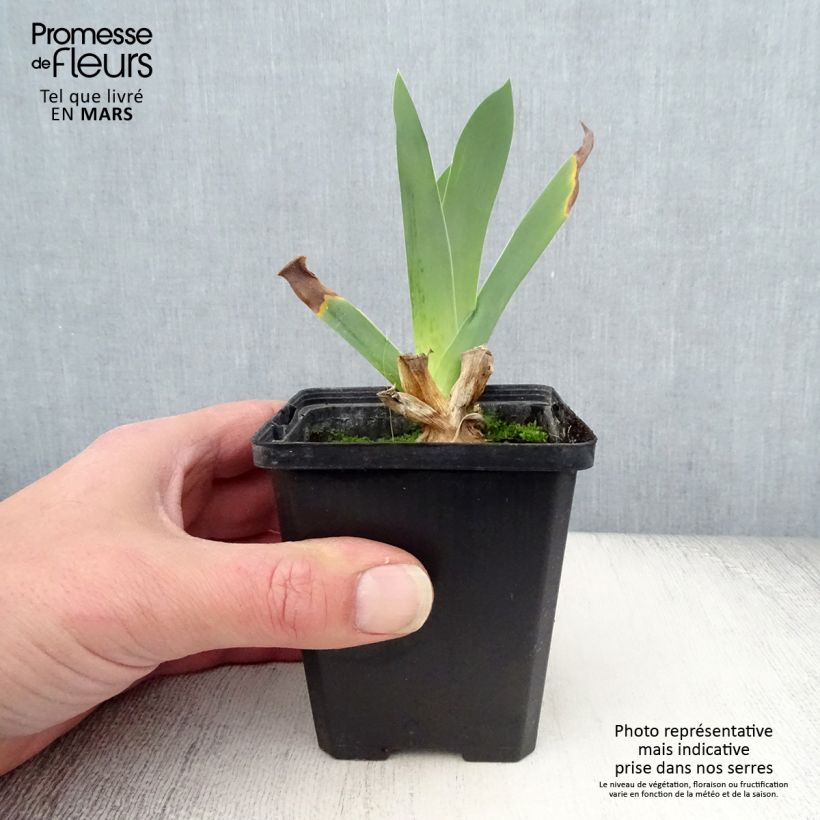 Iris germanica Edith Wolford - Bearded Iris 8/9 cm pot sample as delivered in spring