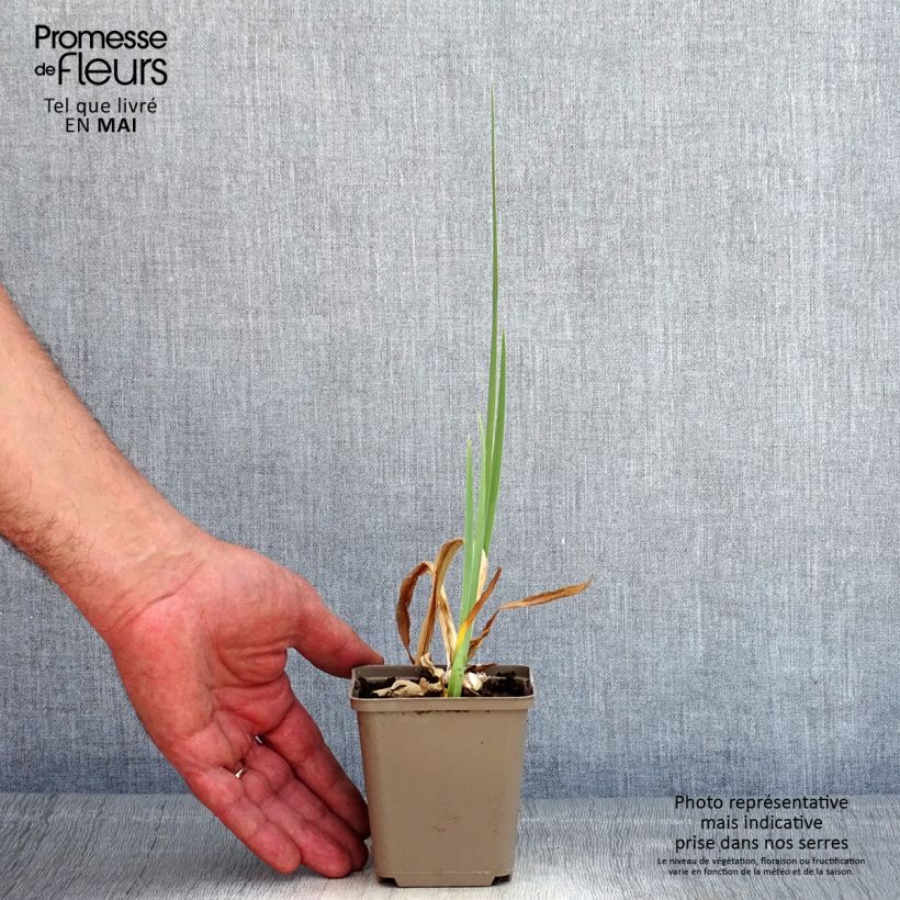 Iris germanica En Ebullition - Bearded Iris 8/9 cm pot sample as delivered in spring