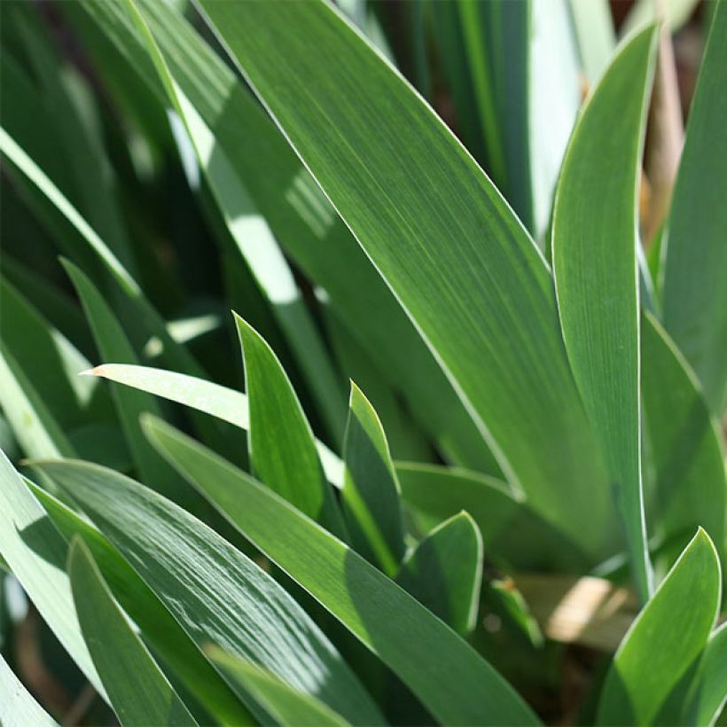 Iris germanica Firestorm - Bearded Iris (Foliage)