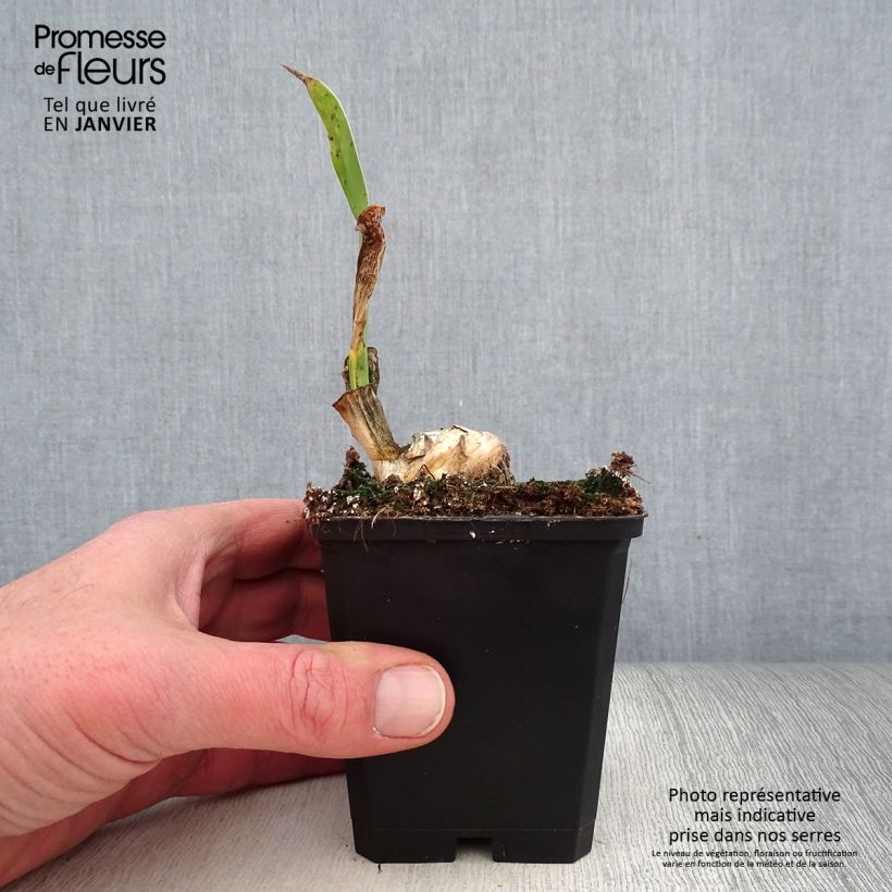 Iris germanica Frappé 8/9 cm pot sample as delivered in winter