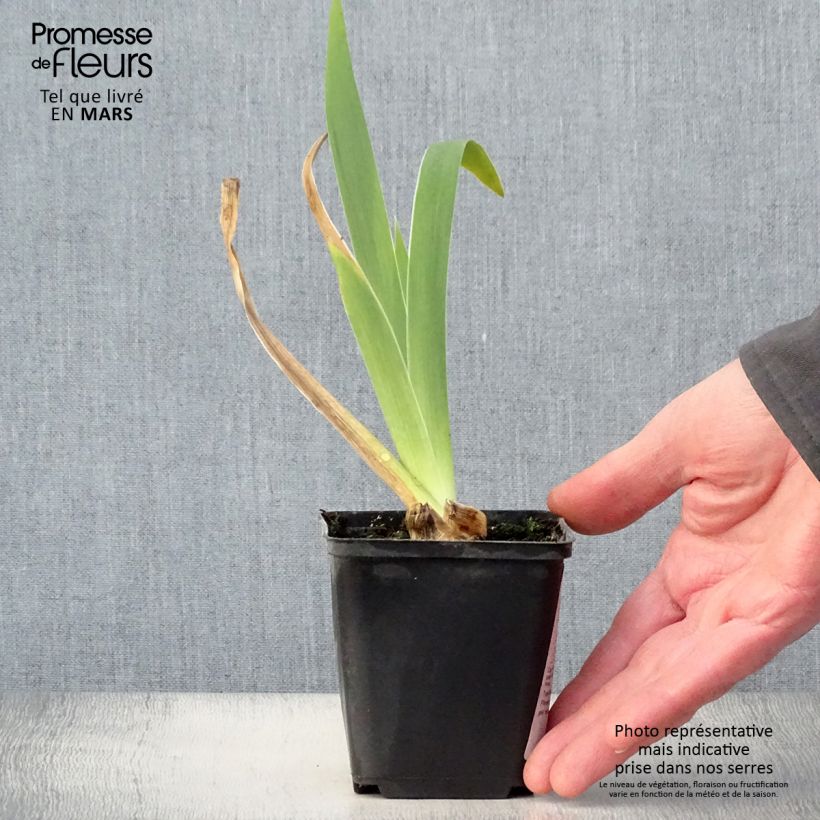 Iris germanica Frison-Roche - Bearded Iris 8/9 cm pot sample as delivered in spring