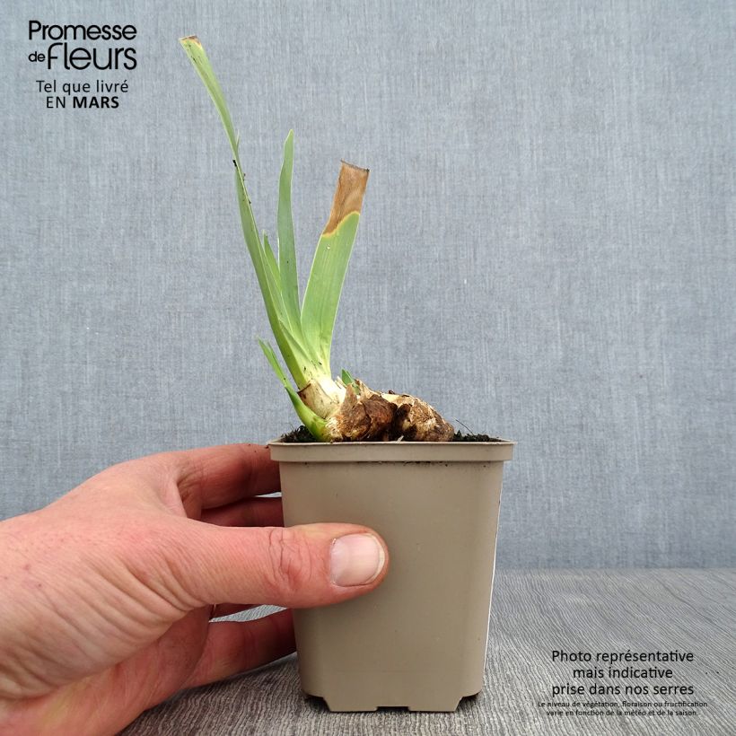 Iris germanica Galopade 8/9 cm pot sample as delivered in winter