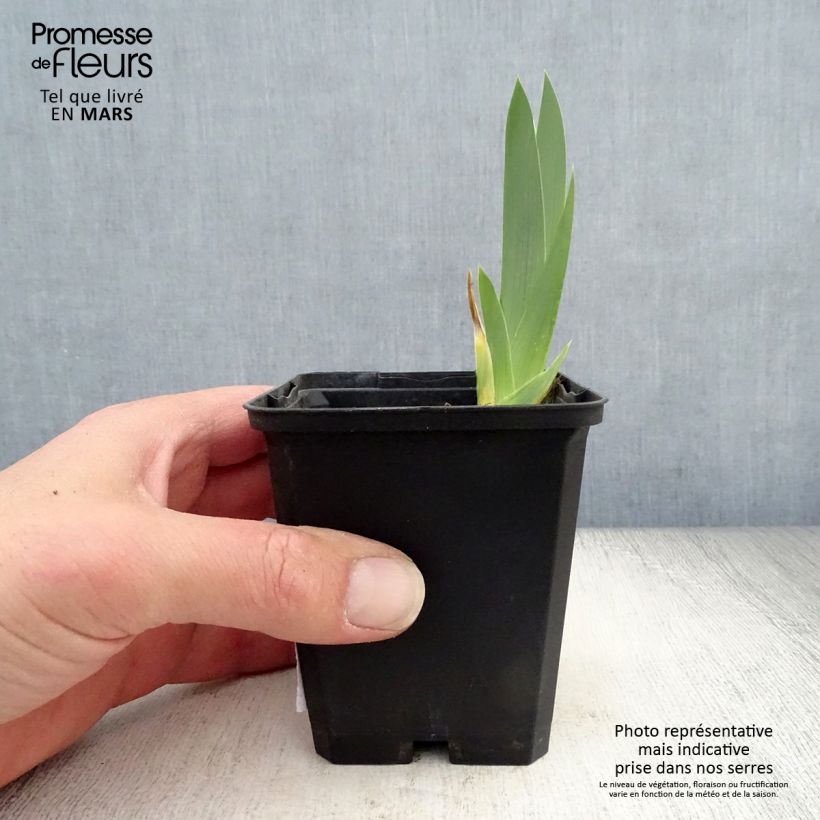 Iris germanica Gold Galore 8/9 cm pot sample as delivered in spring