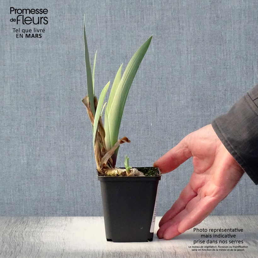 Iris germanica Golden Immortal - Bearded Iris 8/9 cm pot sample as delivered in spring