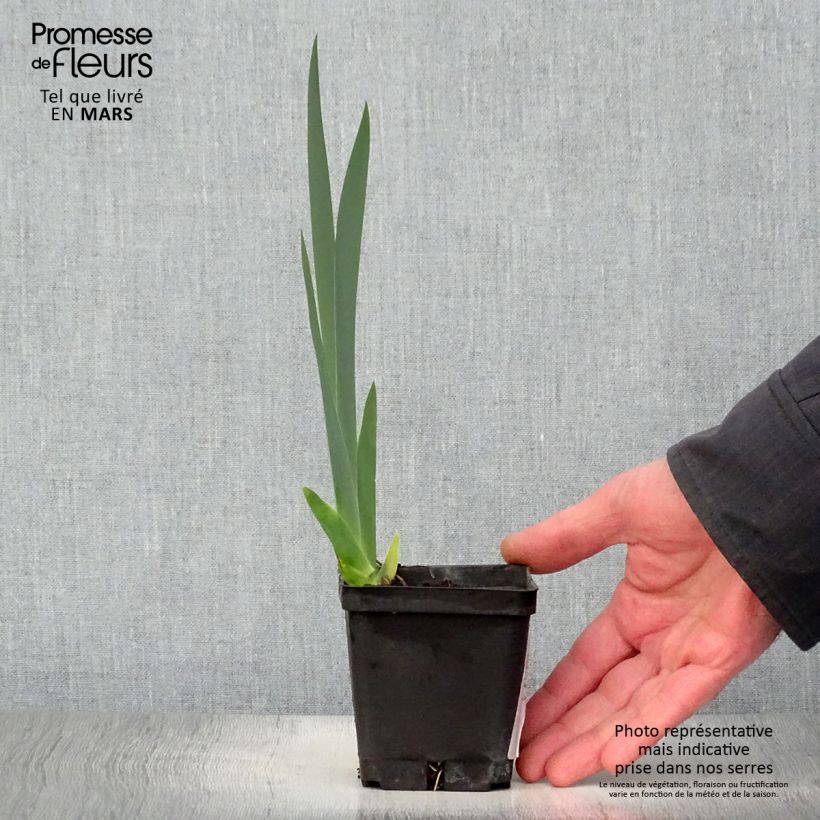 Iris germanica Grand Canari - Bearded Iris 8/9 cm pot sample as delivered in spring