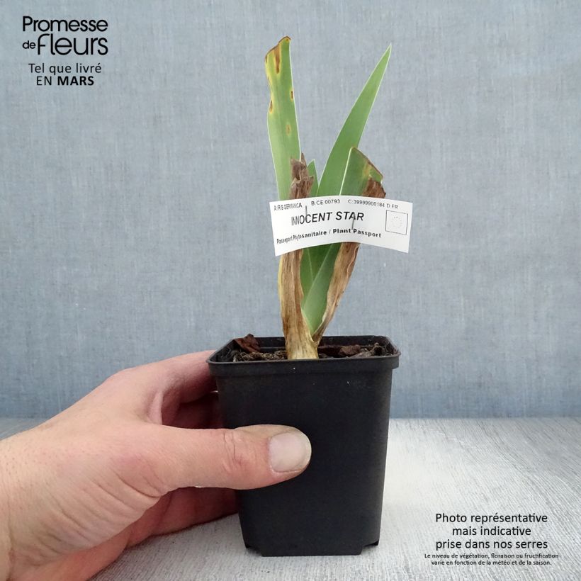 Iris germanica Innocent Star 8/9 cm pot sample as delivered in spring
