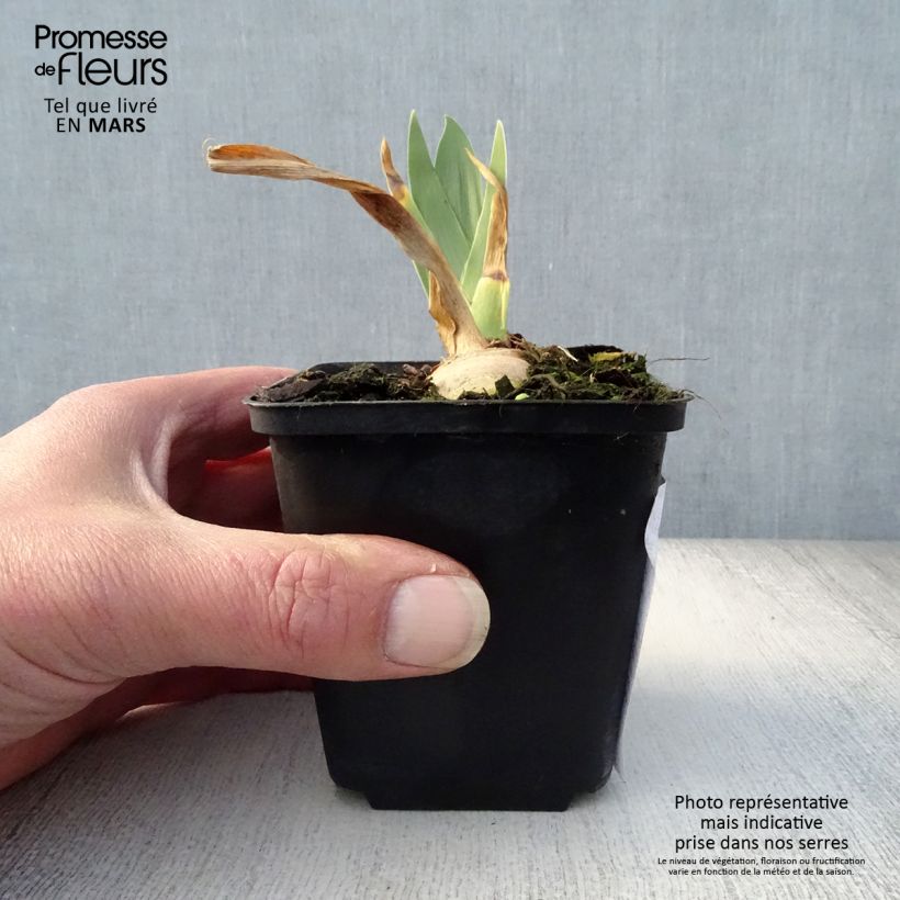 Iris germanica Irisades 8/9 cm pot sample as delivered in spring