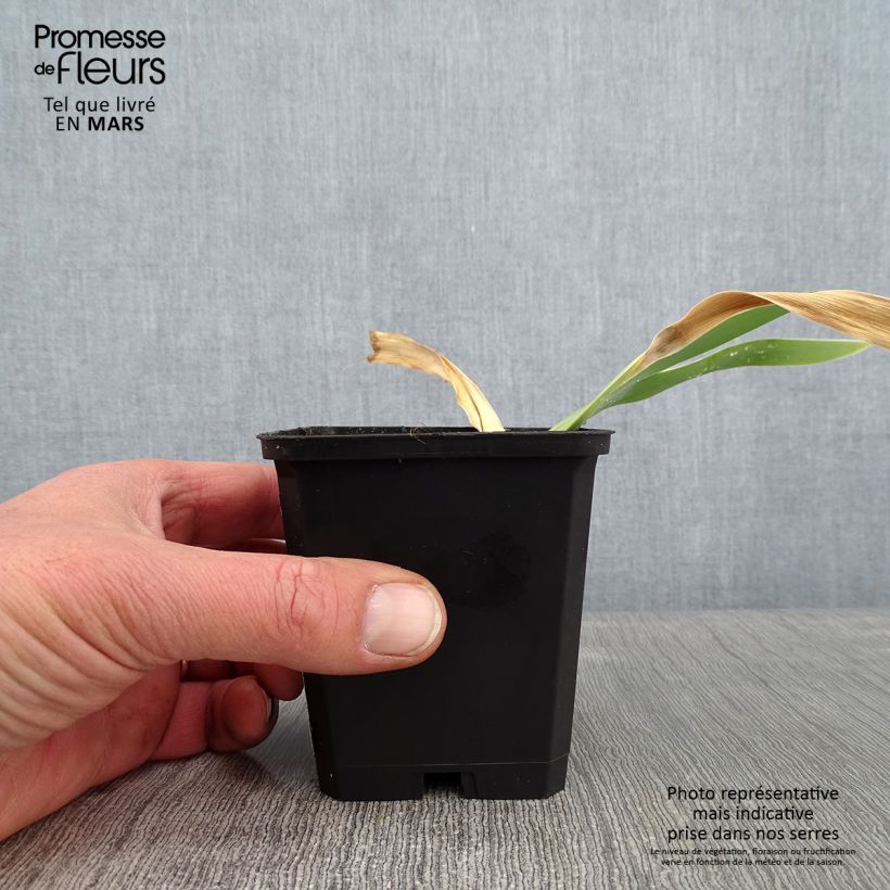 Iris germanica Jacques Coeur 8/9 cm pot sample as delivered in winter