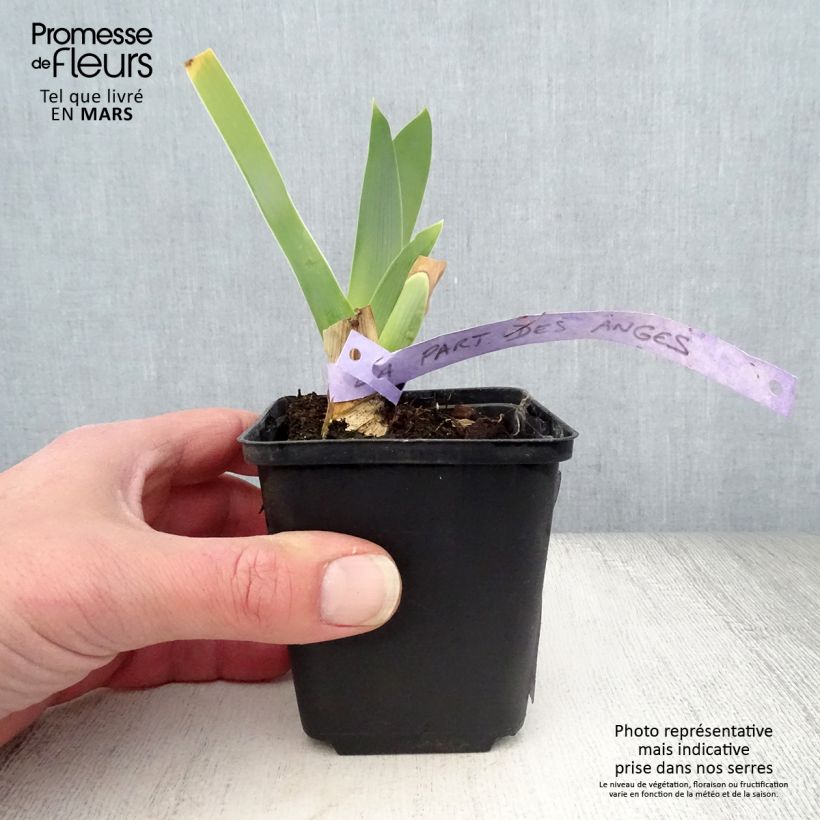 Iris germanica La part des Anges - Bearded Iris 8/9 cm pot sample as delivered in spring