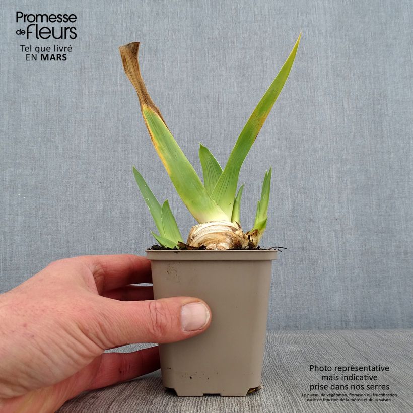 Iris germanica La part des Anges - Bearded Iris 8/9 cm pot sample as delivered in winter