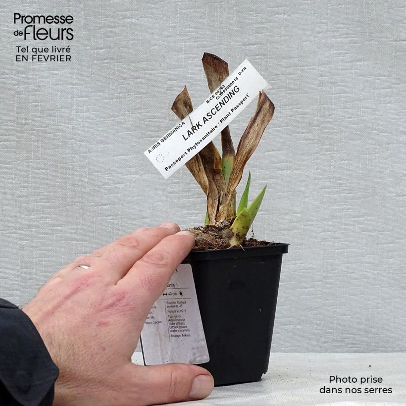 Iris germanica Lark Ascending - Bearded Iris 8/9 cm pot sample as delivered in winter