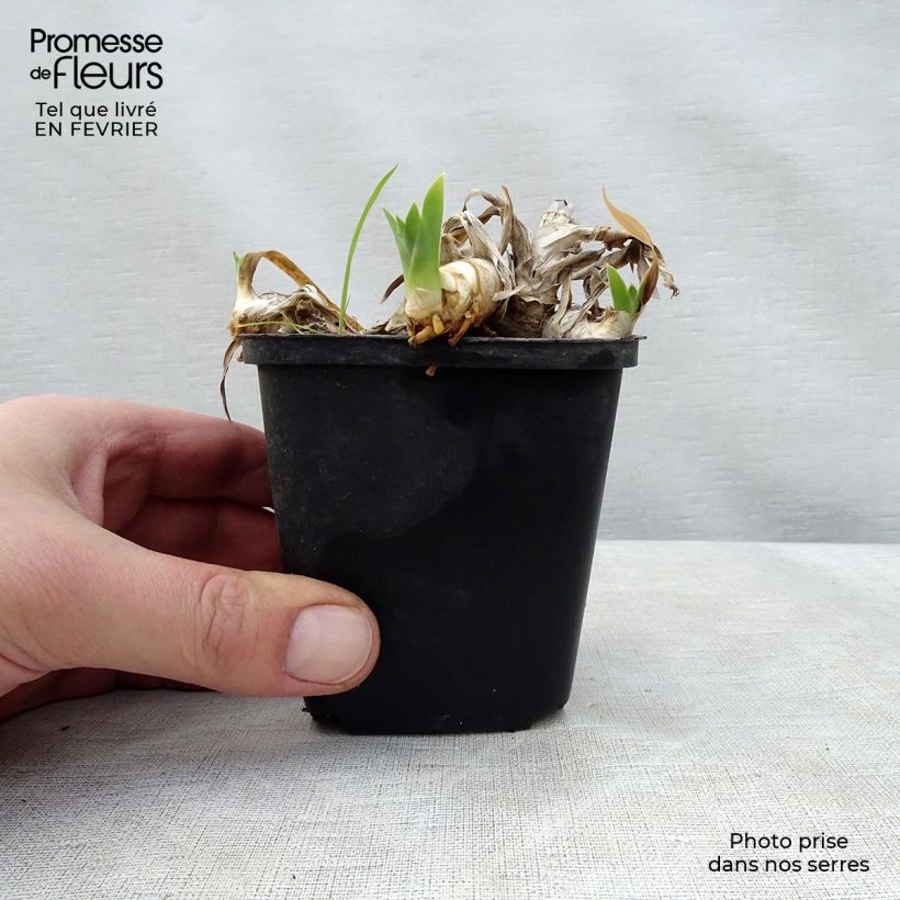 Iris germanica Ma Mie - Bearded Iris 8/9 cm pot sample as delivered in winter