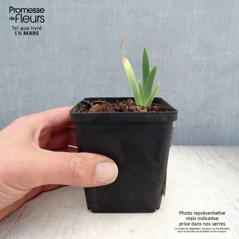 Iris germanica Ma Mie - Bearded Iris 8/9 cm pot sample as delivered in spring