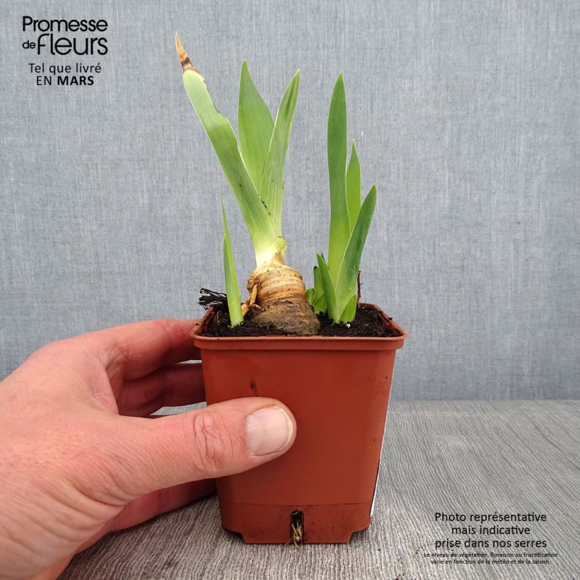 Iris germanica Mariposa Autumn 8/9 cm pot sample as delivered in winter