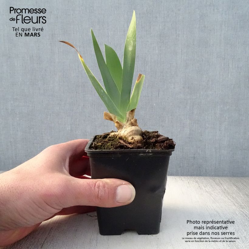 Iris germanica Marron Chaud - Bearded Iris 8/9 cm pot sample as delivered in spring