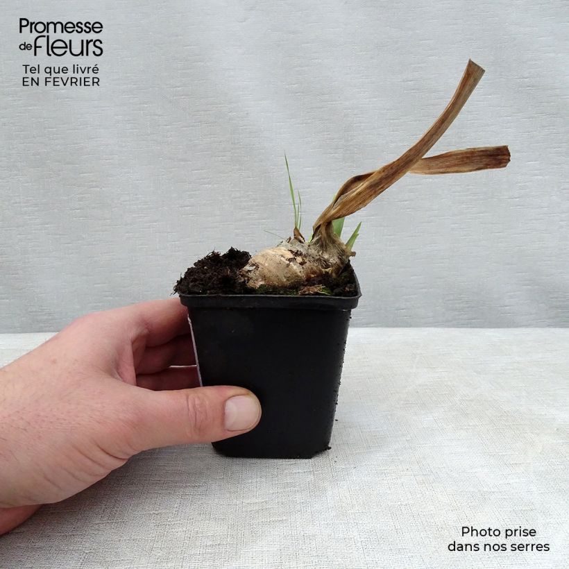 Iris germanica Mary Frances 8/9 cm pot sample as delivered in winter