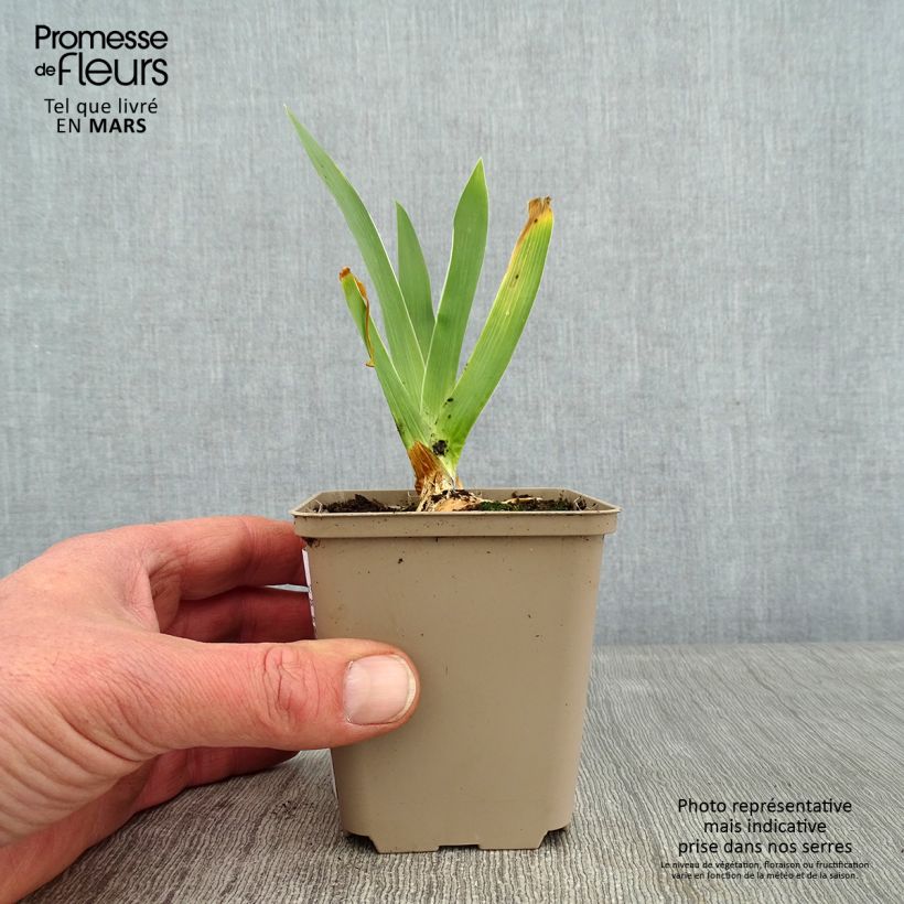 Iris Night Edition - Tall Bearded Iris 8/9 cm pot sample as delivered in winter