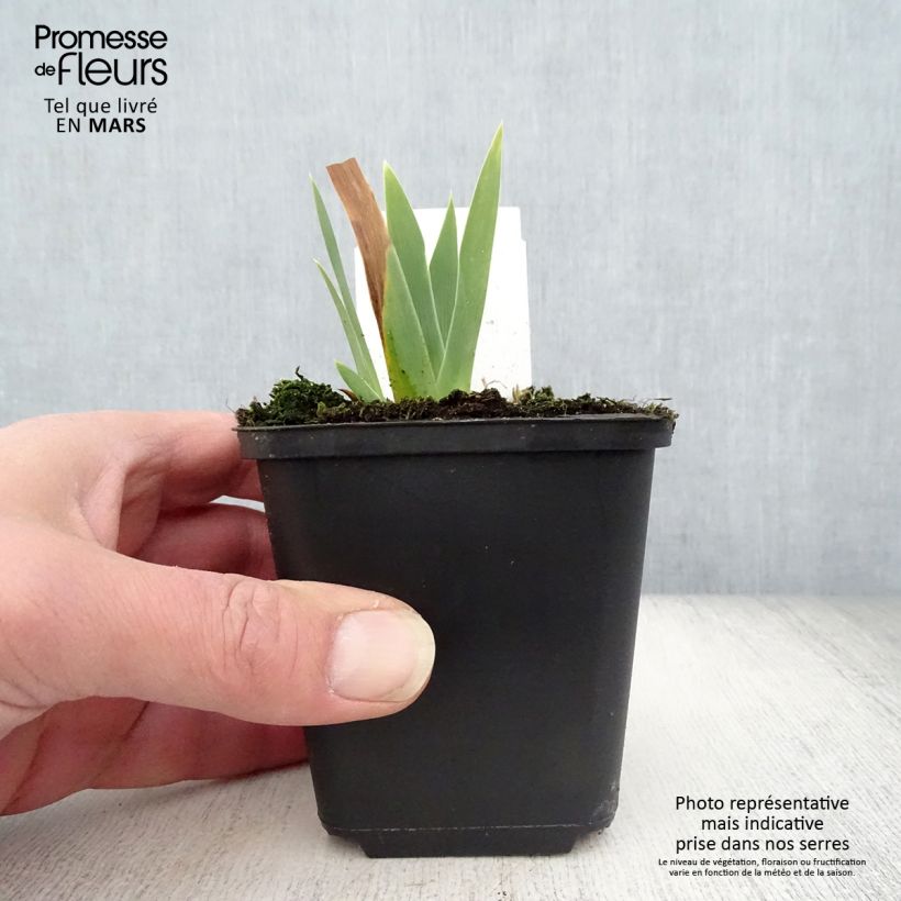 Iris germanica Ola Kala - Bearded Iris 8/9 cm pot sample as delivered in spring