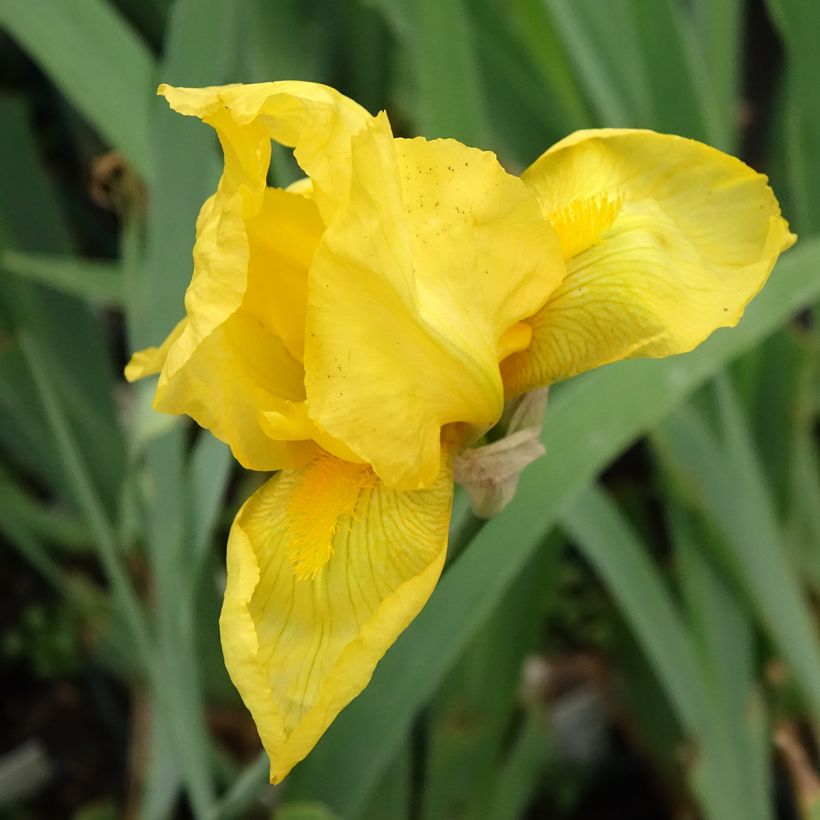 Iris germanica Ola Kala - Bearded Iris (Flowering)