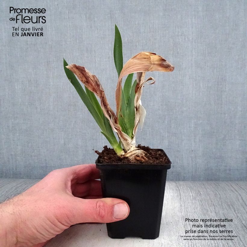 Iris Pastel Printanier - Tall Bearded Iris 8/9 cm pot sample as delivered in winter