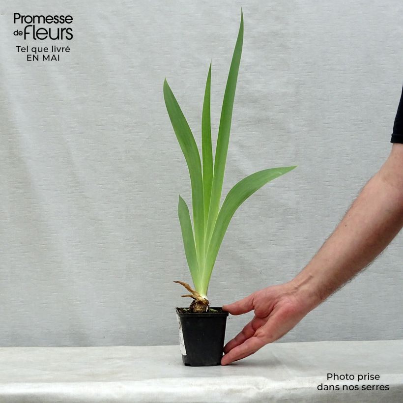 Iris Patina - Tall Bearded Iris 8/9 cm pot sample as delivered in spring