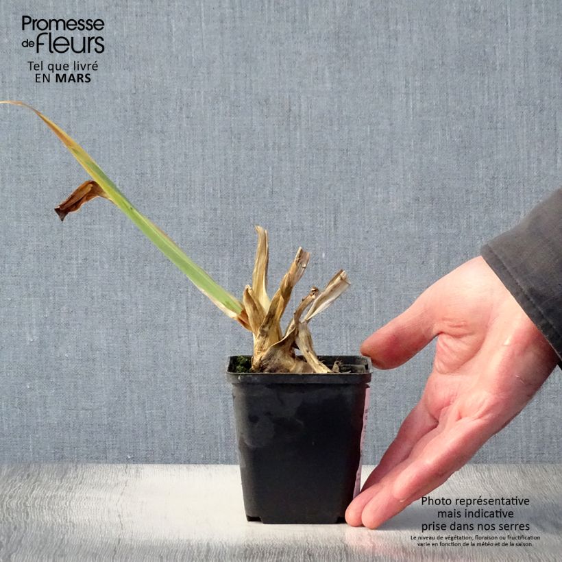 Iris Plaisantin - Tall Bearded Iris 8/9 cm pot sample as delivered in spring