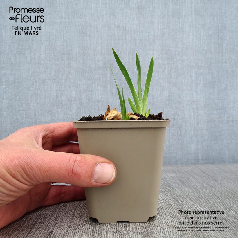 Iris Plaisantin - Tall Bearded Iris 8/9 cm pot sample as delivered in winter