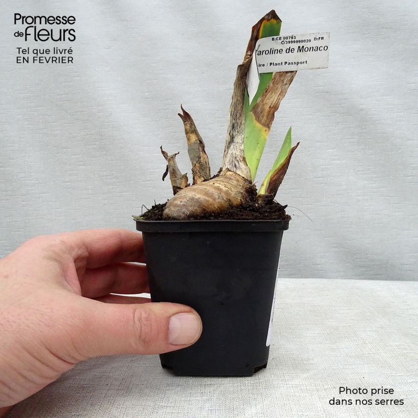 Iris Princesse Caroline de Monaco - Tall Bearded Iris 8/9 cm pot sample as delivered in winter